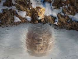 Mufasa. Król Lew